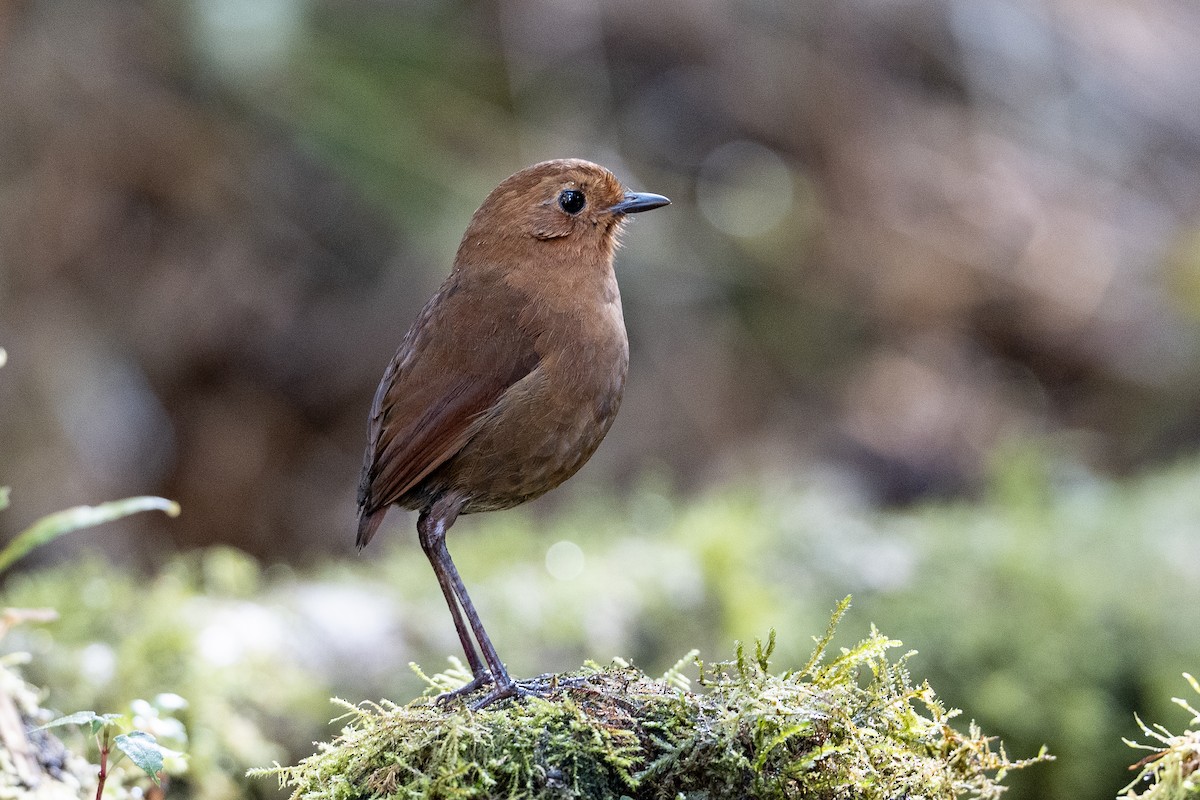 Equatorial Antpitta - ML641185085
