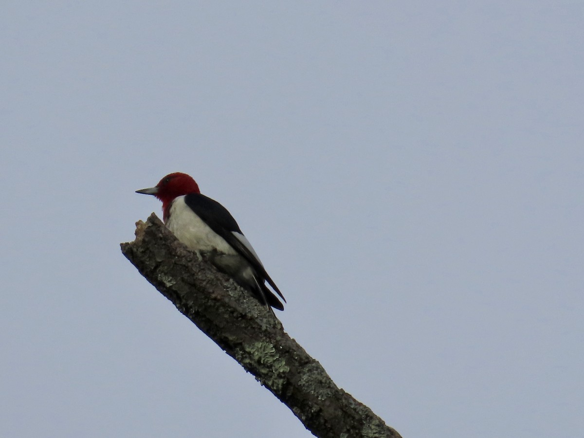 Red-headed Woodpecker - ML641185086