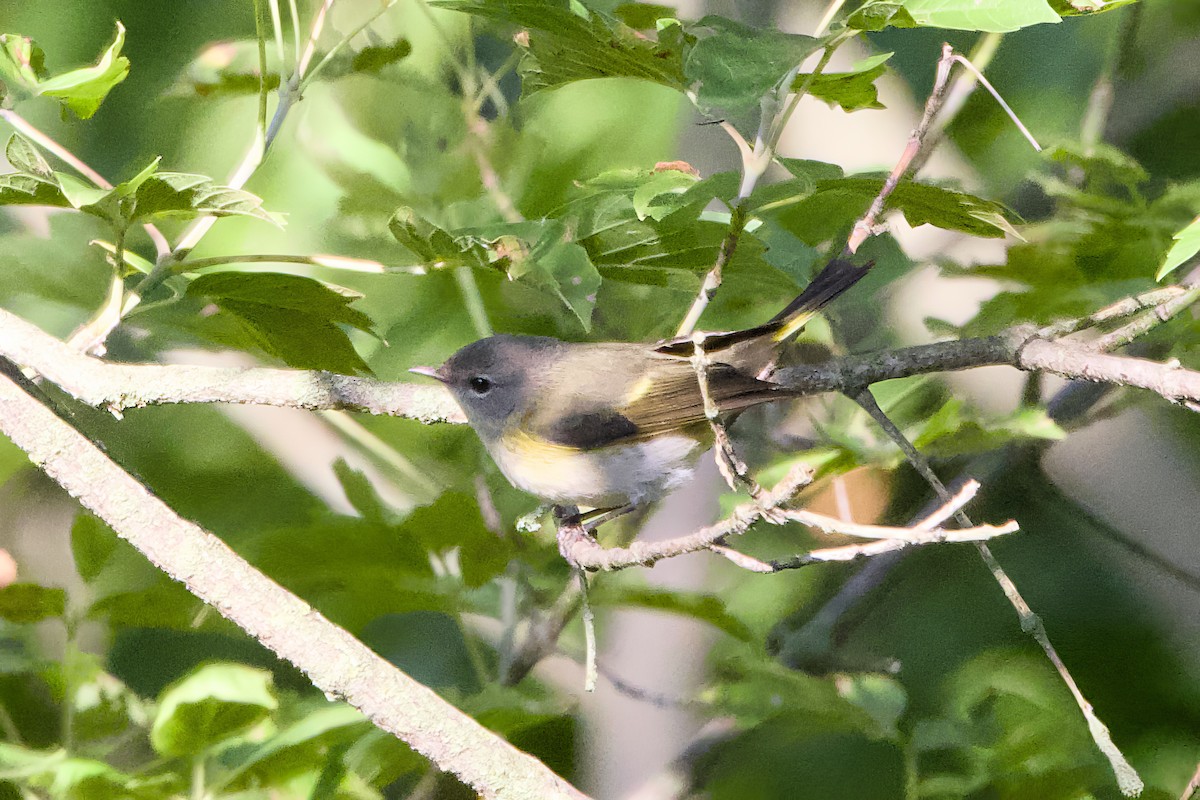 American Redstart - ML641185088