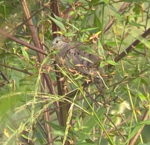 Plain-breasted Ground Dove - ML641185093