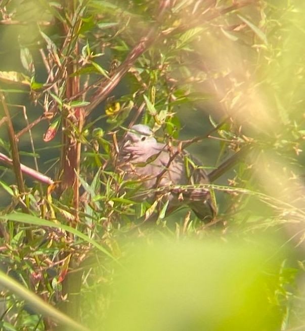 Plain-breasted Ground Dove - ML641185094