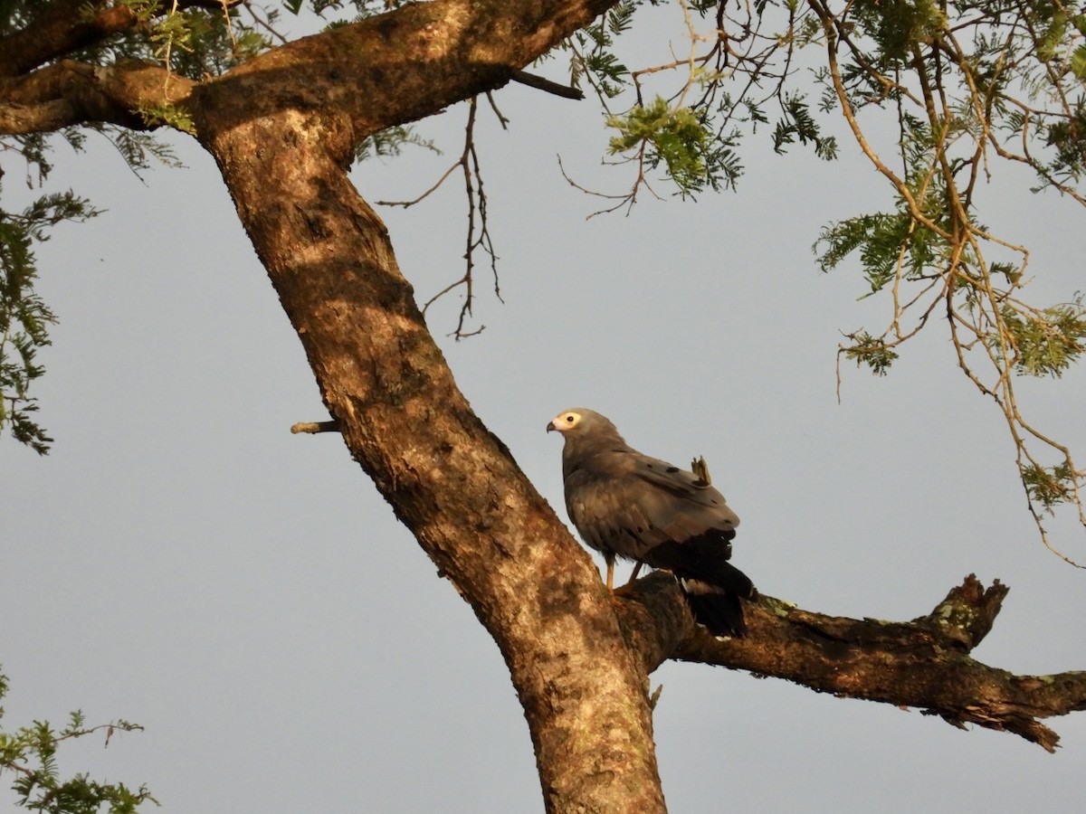 African Harrier-Hawk - ML641185097