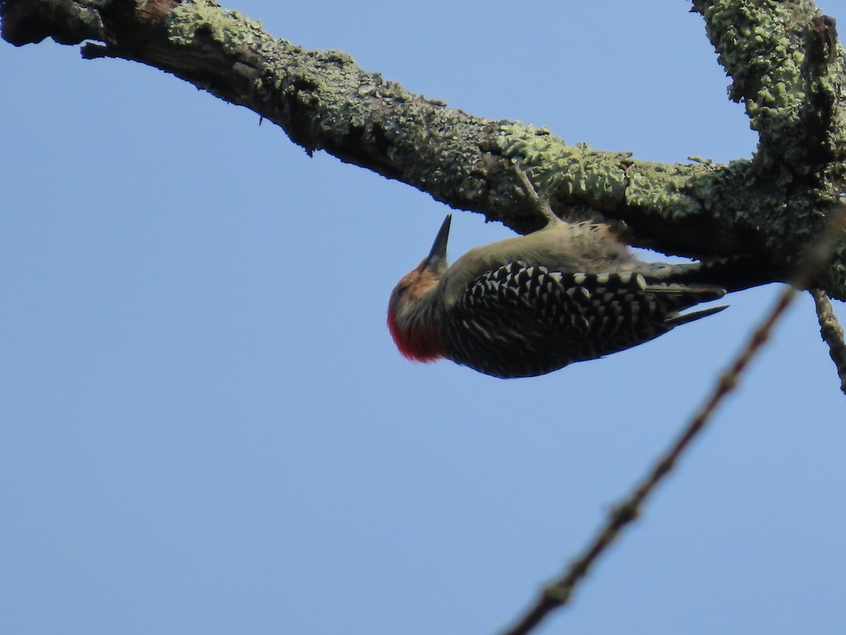 Red-bellied Woodpecker - ML641185101