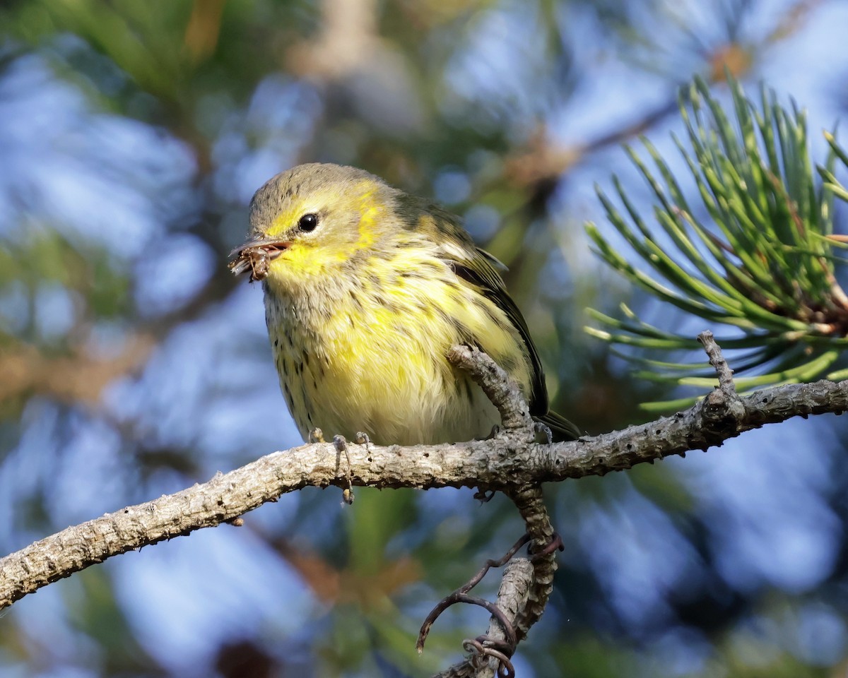 Cape May Warbler - ML641185102