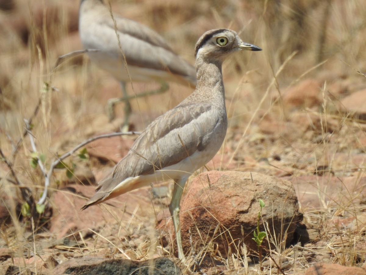 Peru Kocagözü - ML641185106