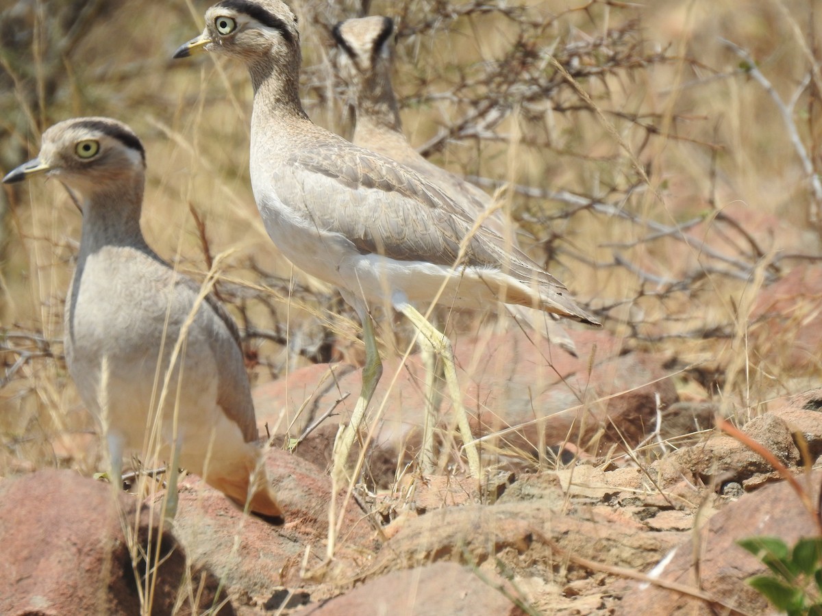 Peru Kocagözü - ML641185109