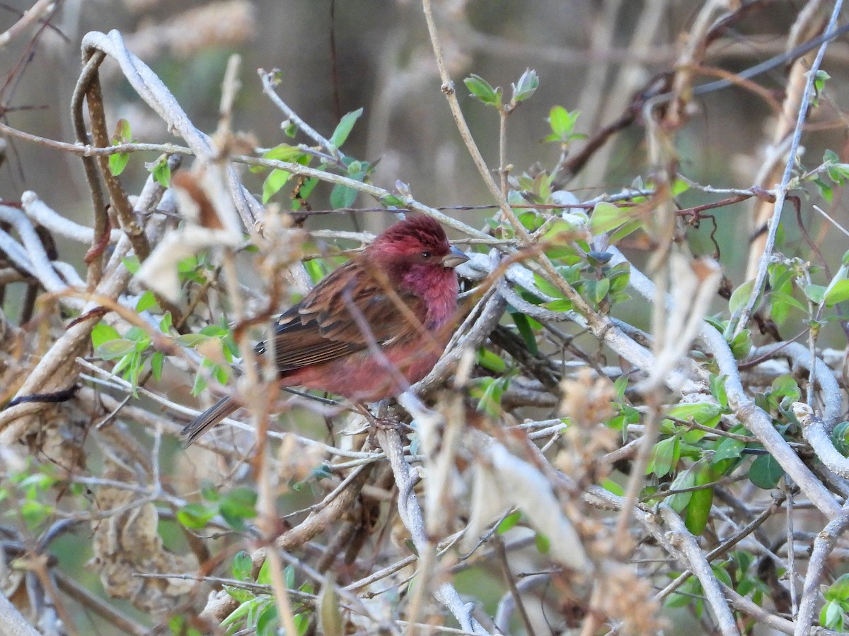Pink-browed Rosefinch - ML641185111