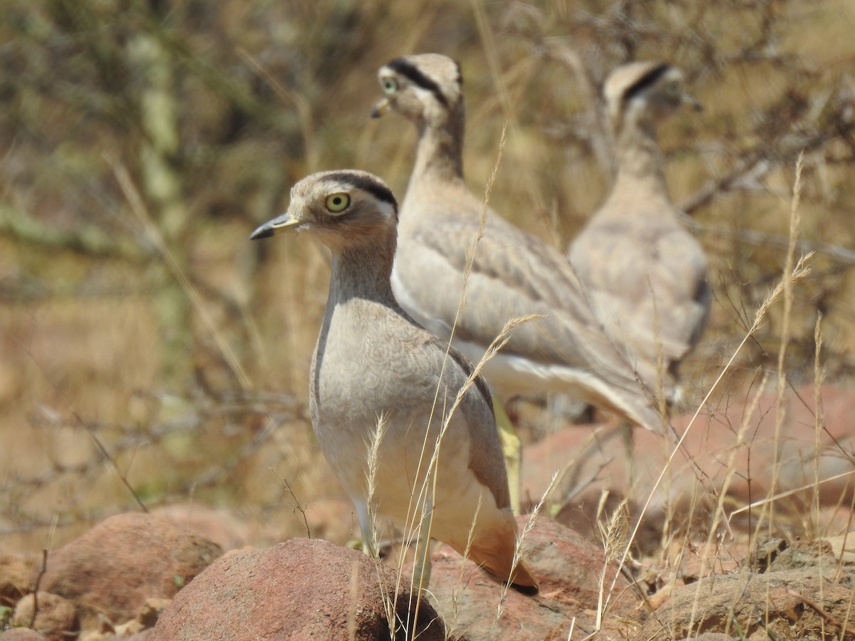 Peru Kocagözü - ML641185112