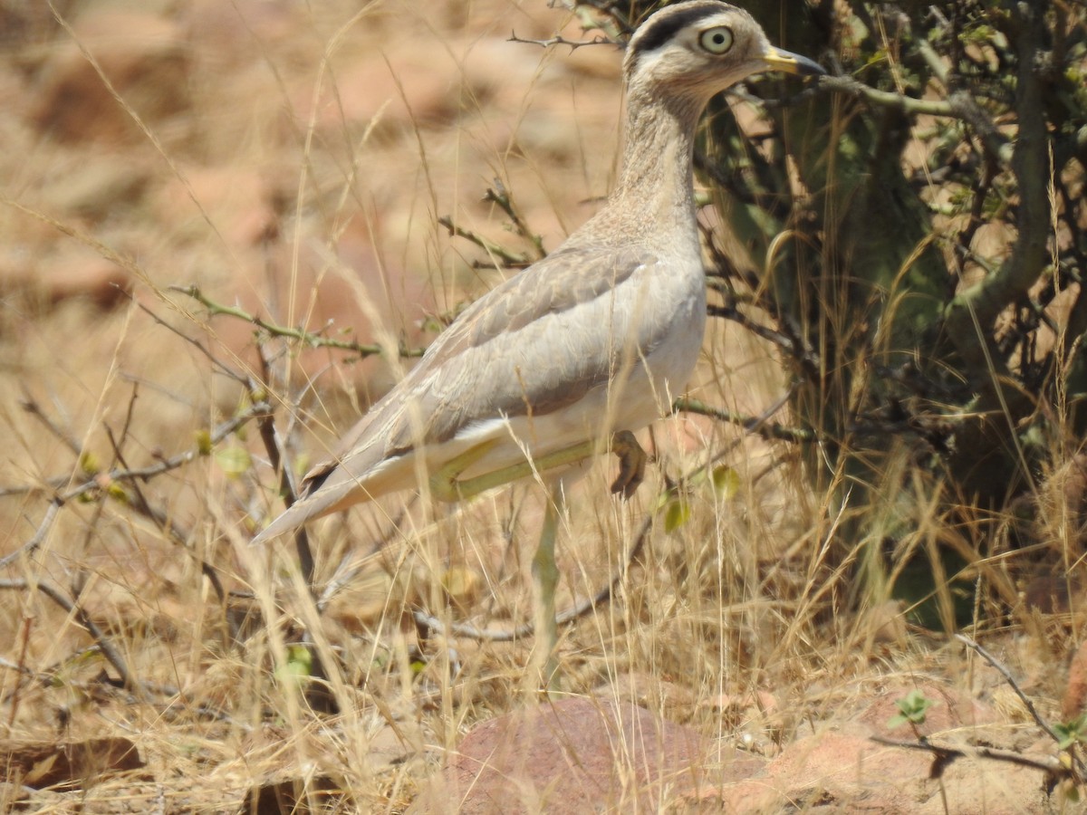 Peru Kocagözü - ML641185114