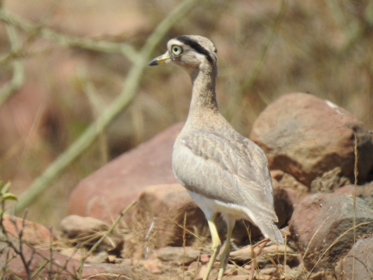 Peru Kocagözü - ML641185115