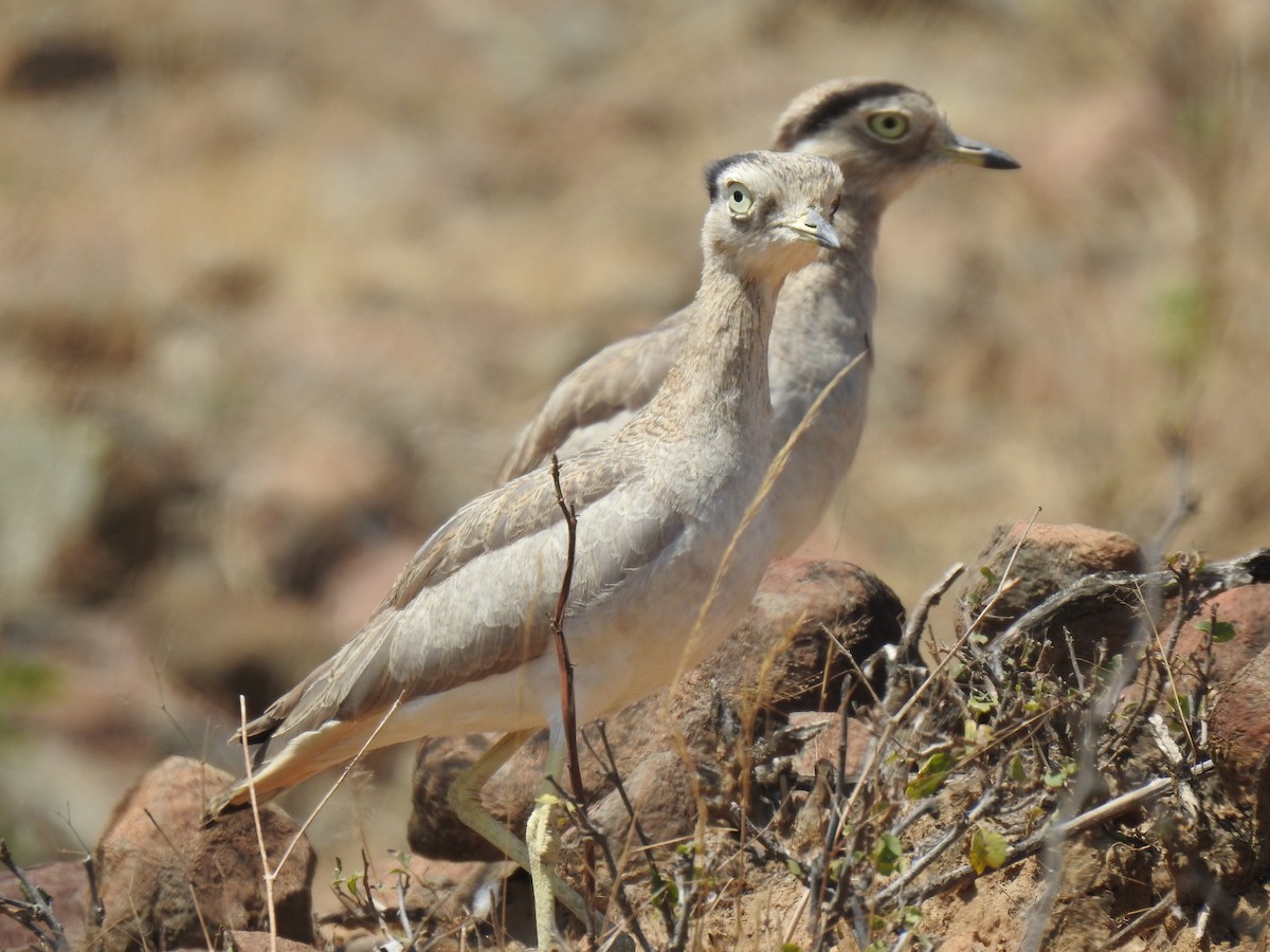 Peru Kocagözü - ML641185116