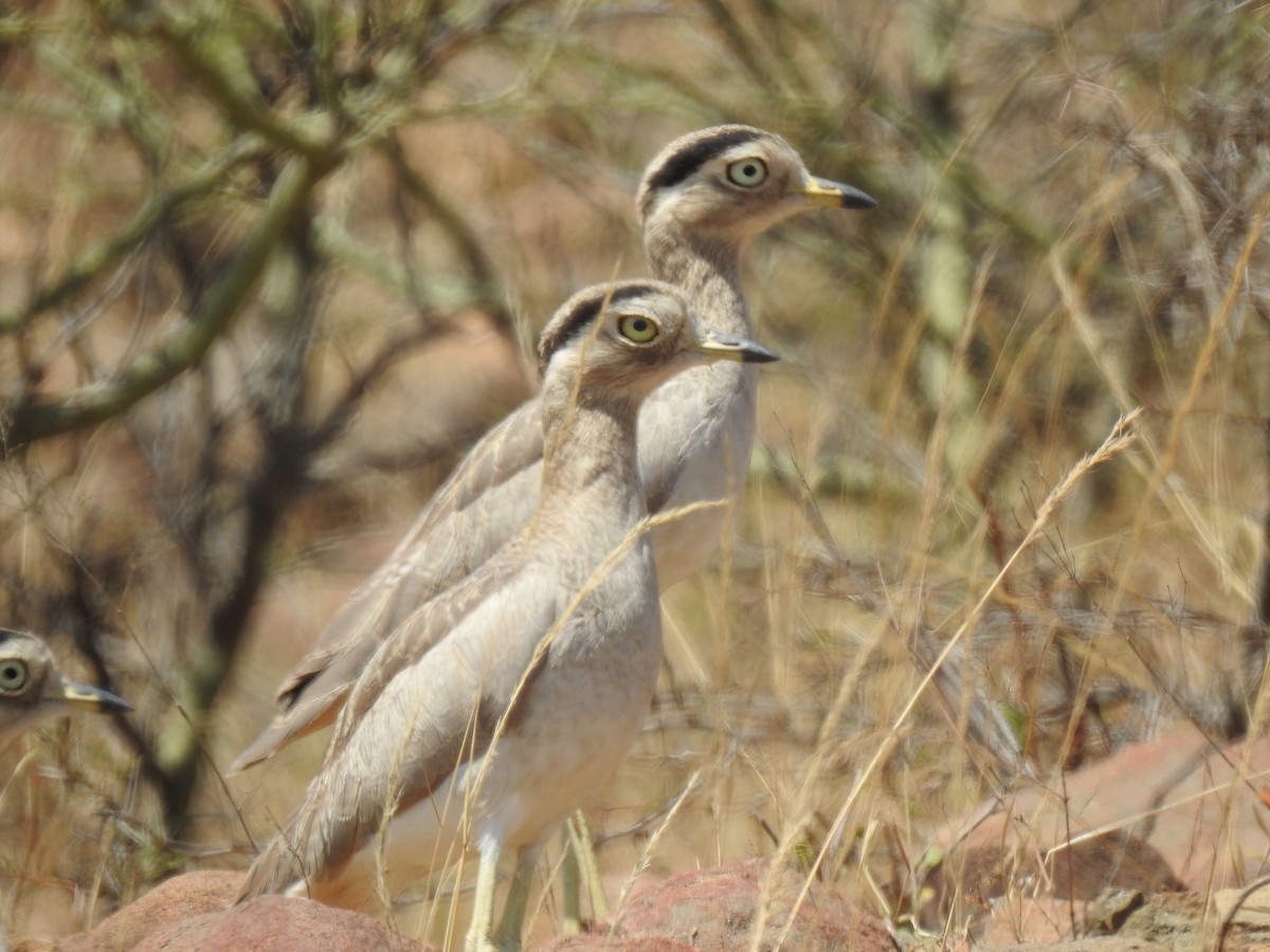 Peru Kocagözü - ML641185117
