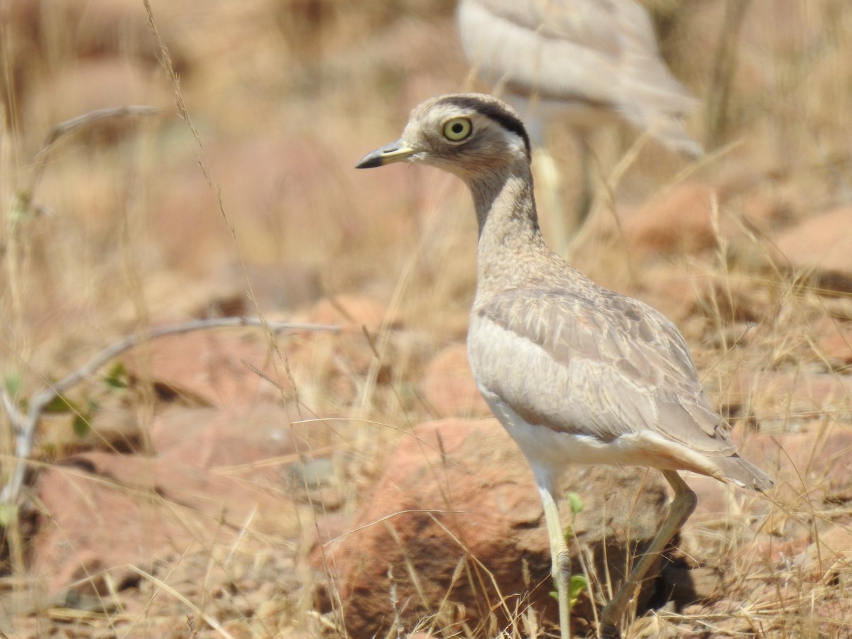 Peru Kocagözü - ML641185120