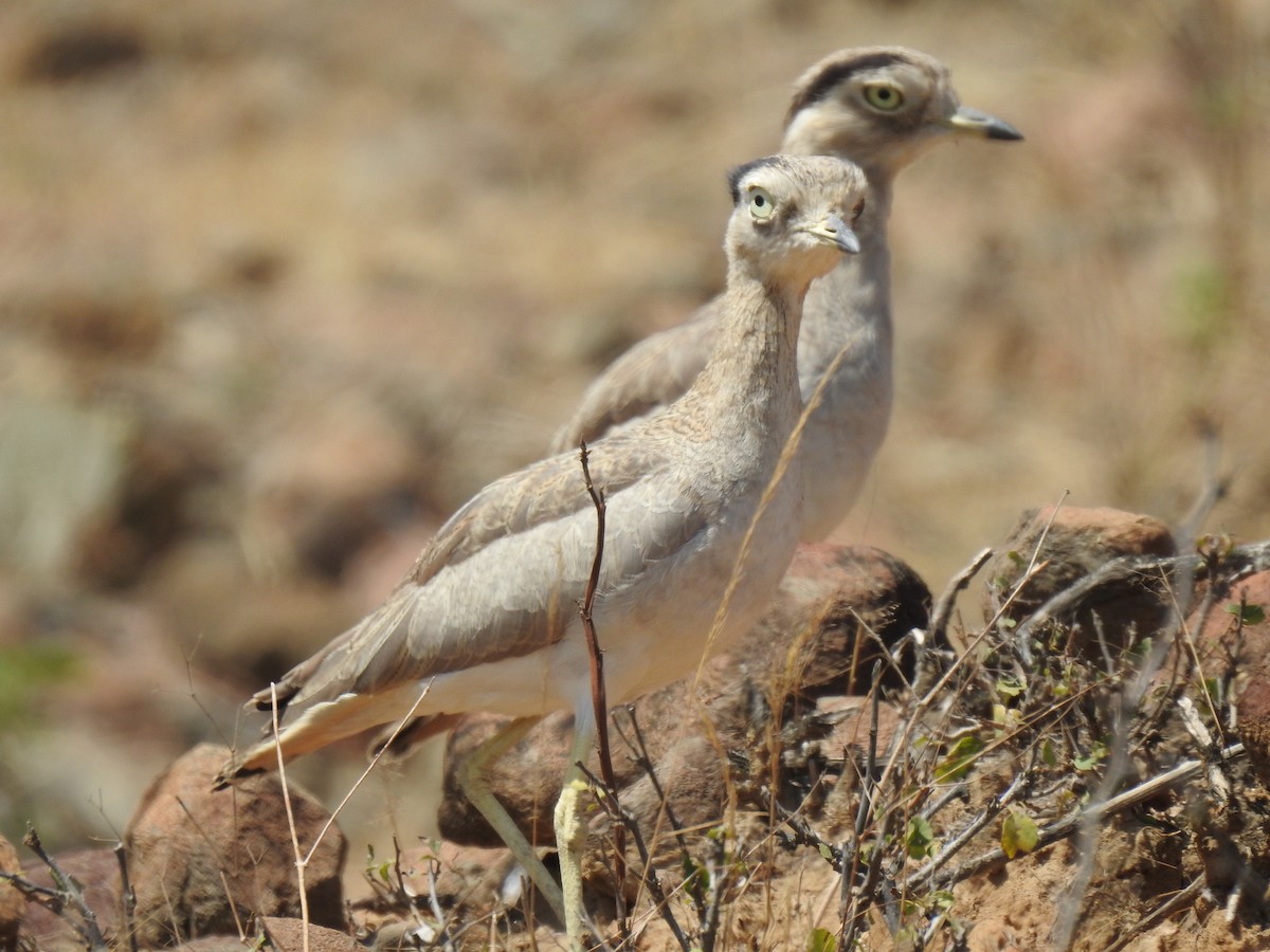 Peru Kocagözü - ML641185122