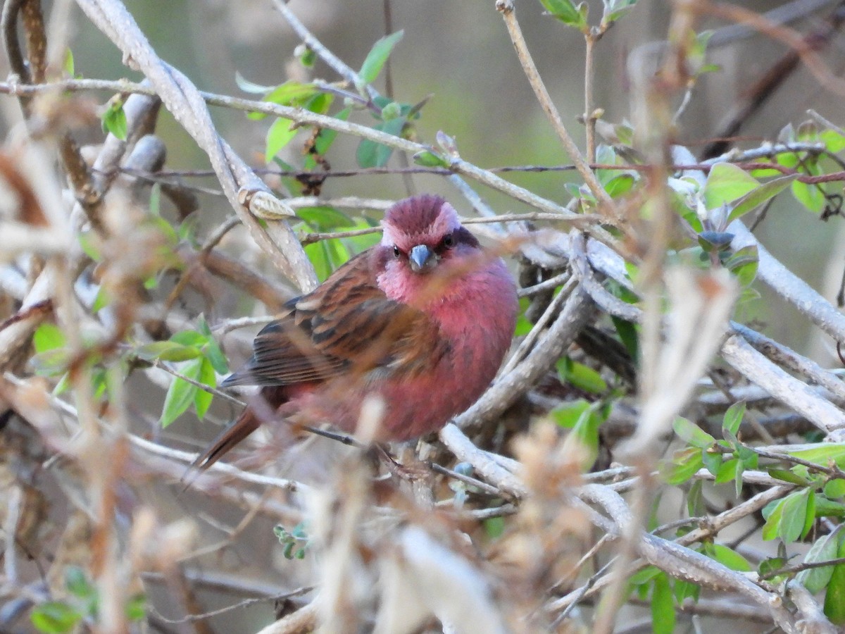 Pink-browed Rosefinch - ML641185125