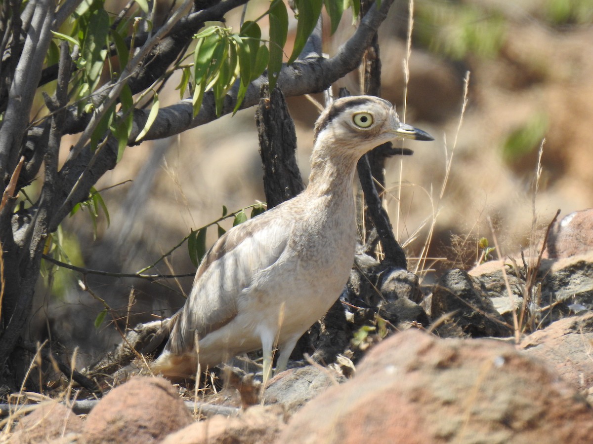Peru Kocagözü - ML641185127