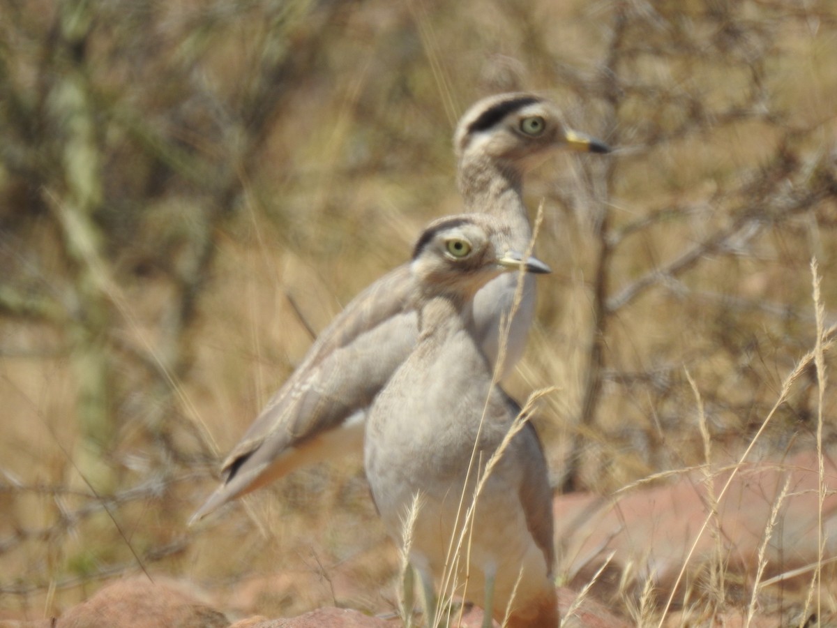 Peru Kocagözü - ML641185129