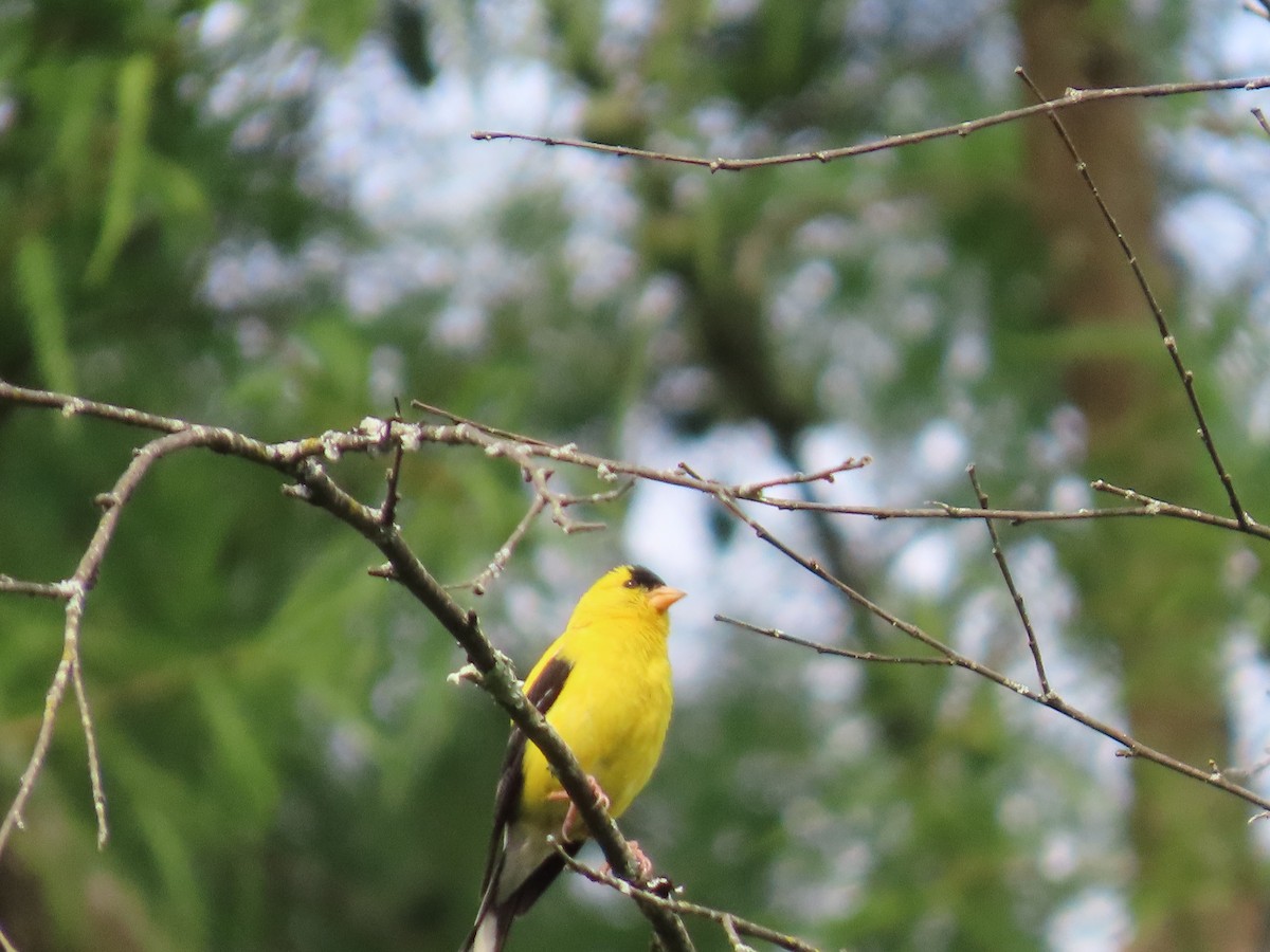 American Goldfinch - ML641185155