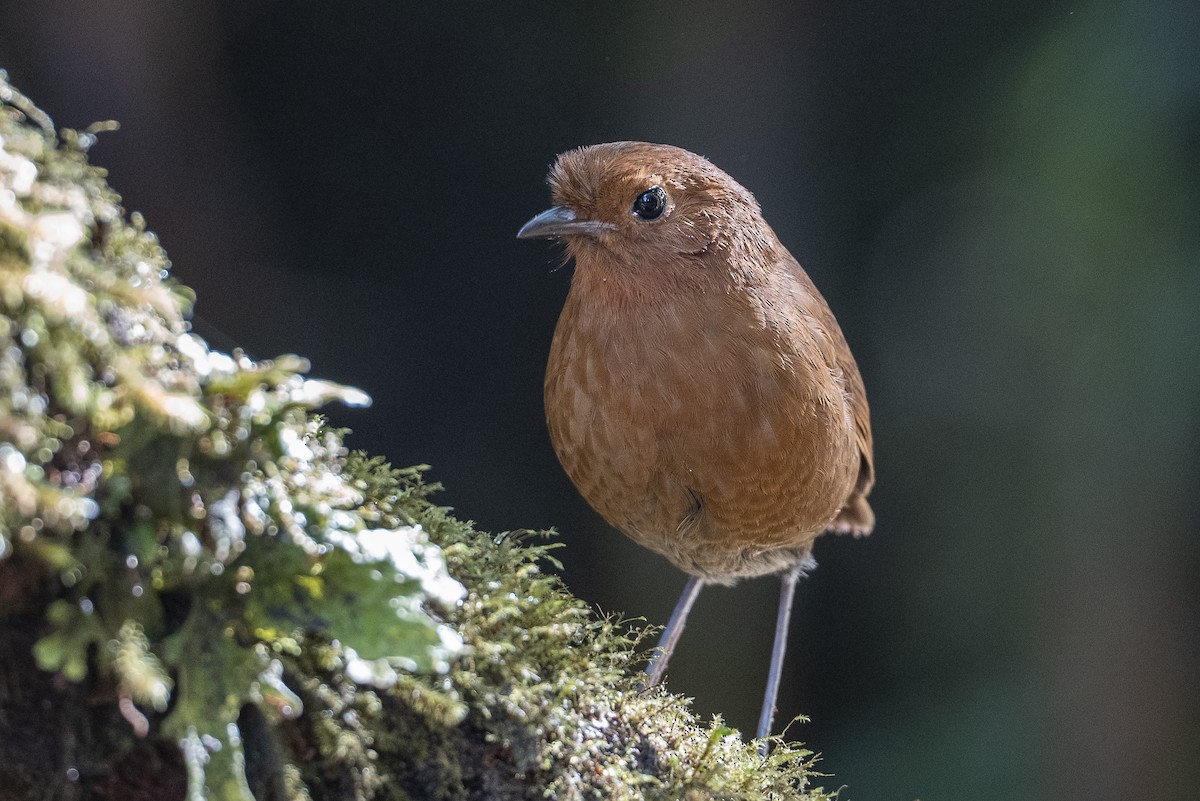 Equatorial Antpitta - ML641185158