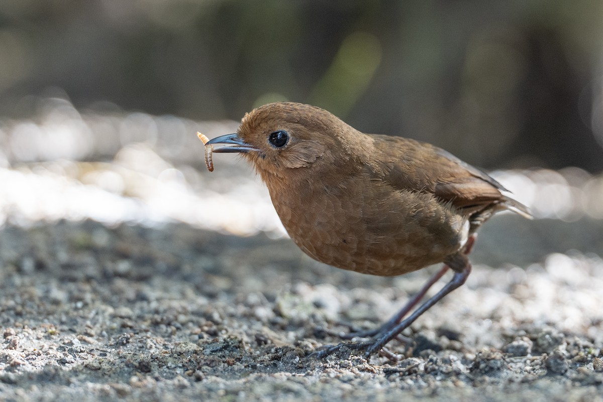 Equatorial Antpitta - ML641185168