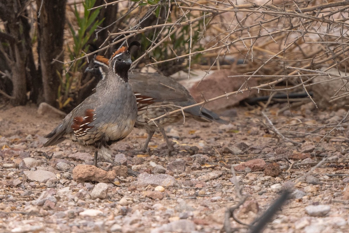 Gambel's Quail - ML641185199