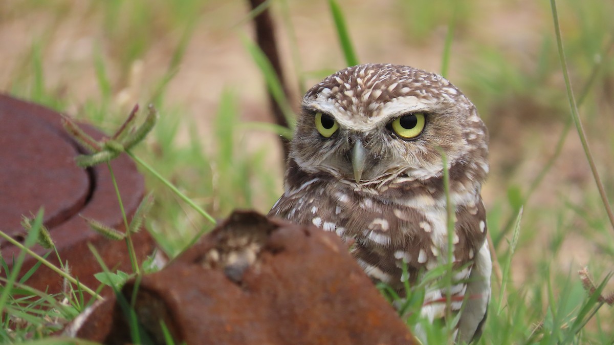 Burrowing Owl - ML641185208