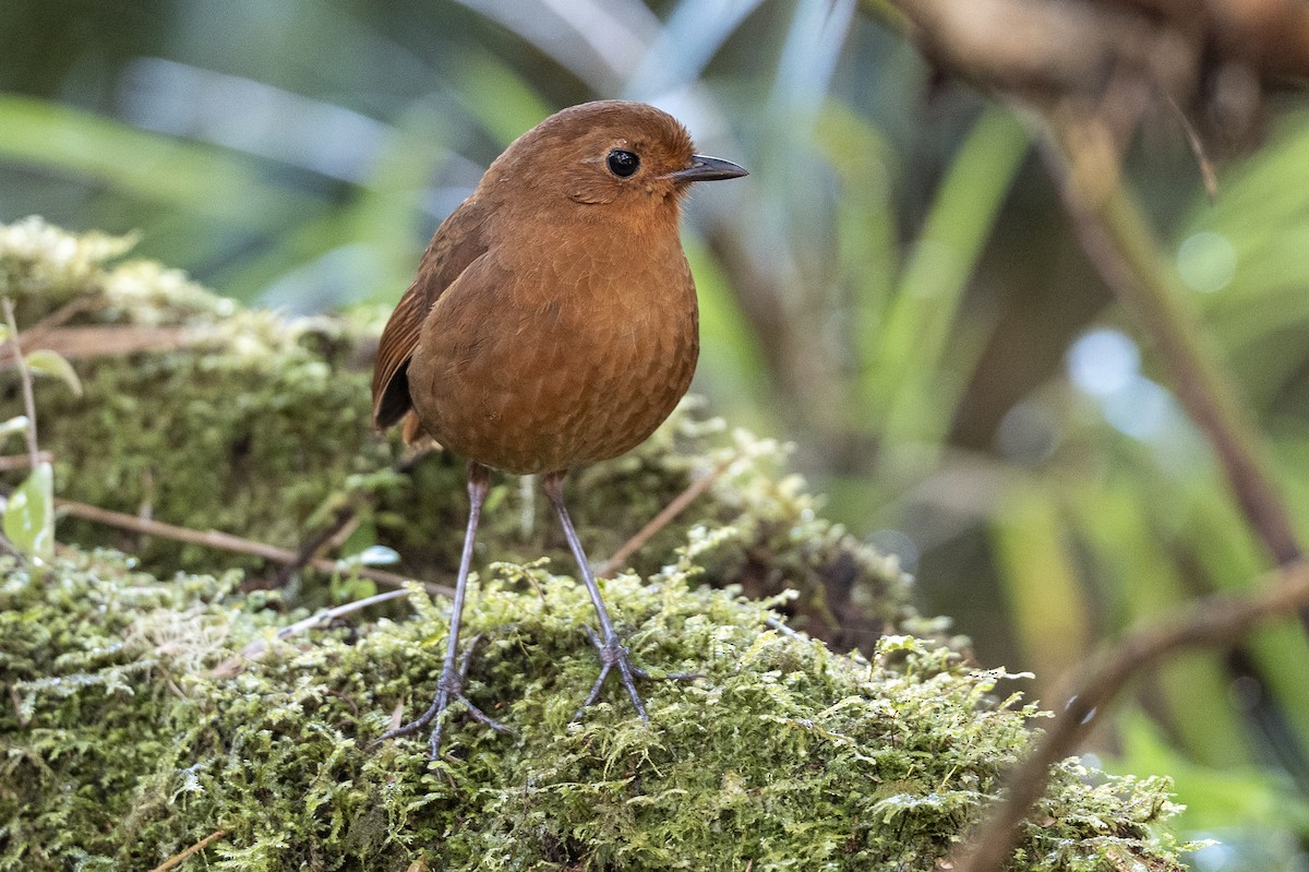 Equatorial Antpitta - ML641185209