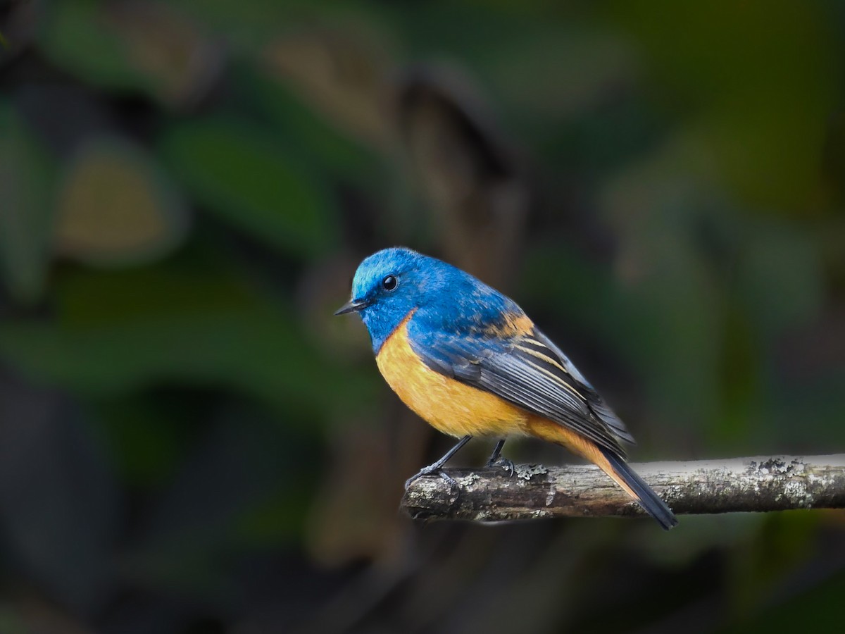 Blue-fronted Redstart - ML641185213