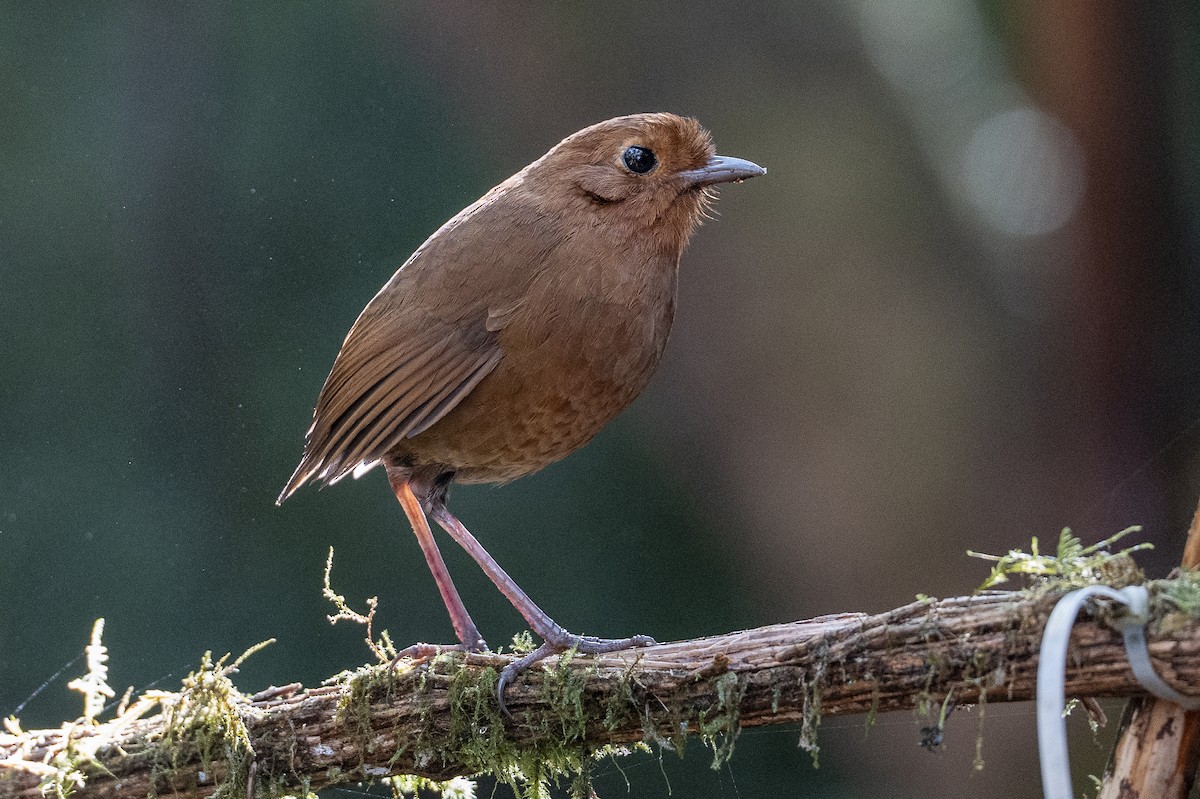 Equatorial Antpitta - ML641185237