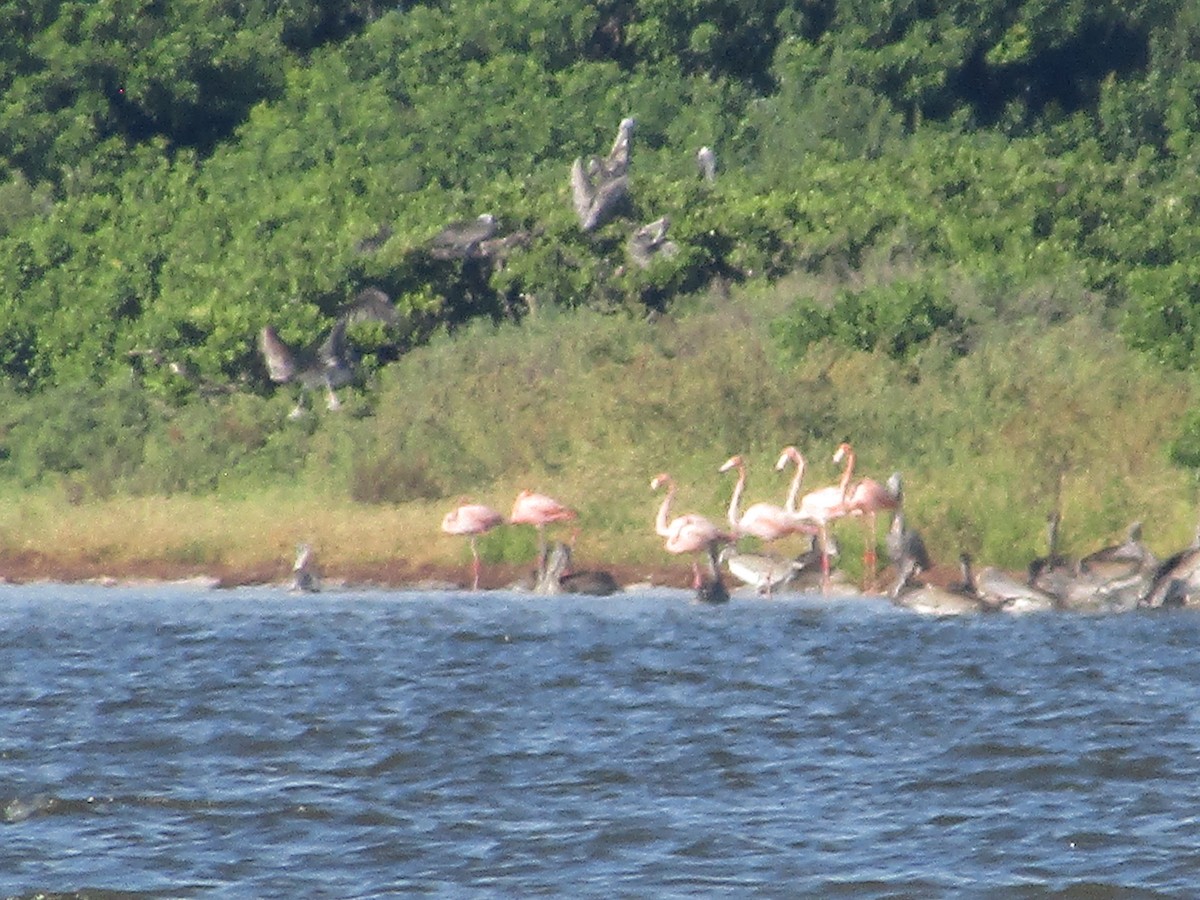 American Flamingo - ML641185269