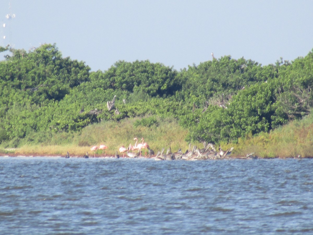 American Flamingo - ML641185270