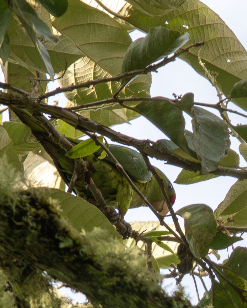 Scarlet-fronted Parakeet - ML641185274