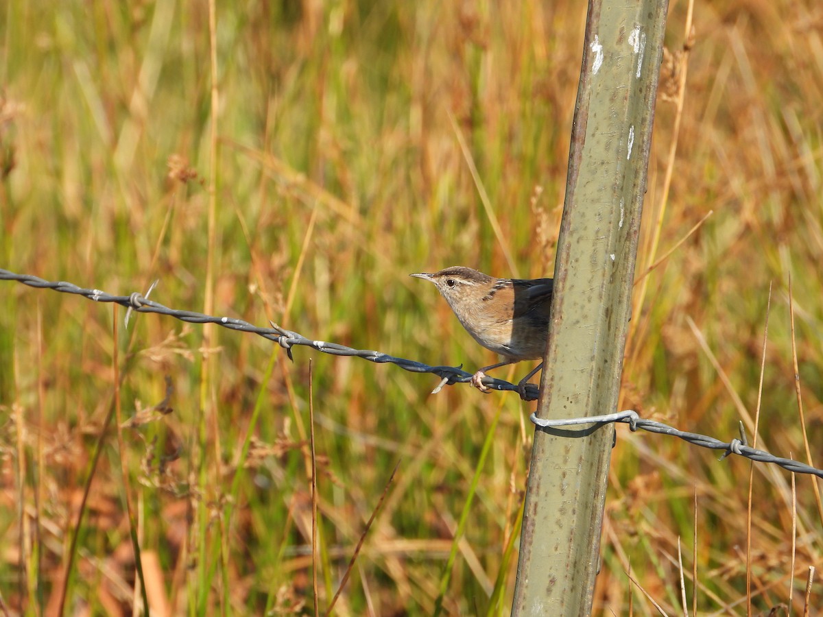 Marsh Wren - ML641185301
