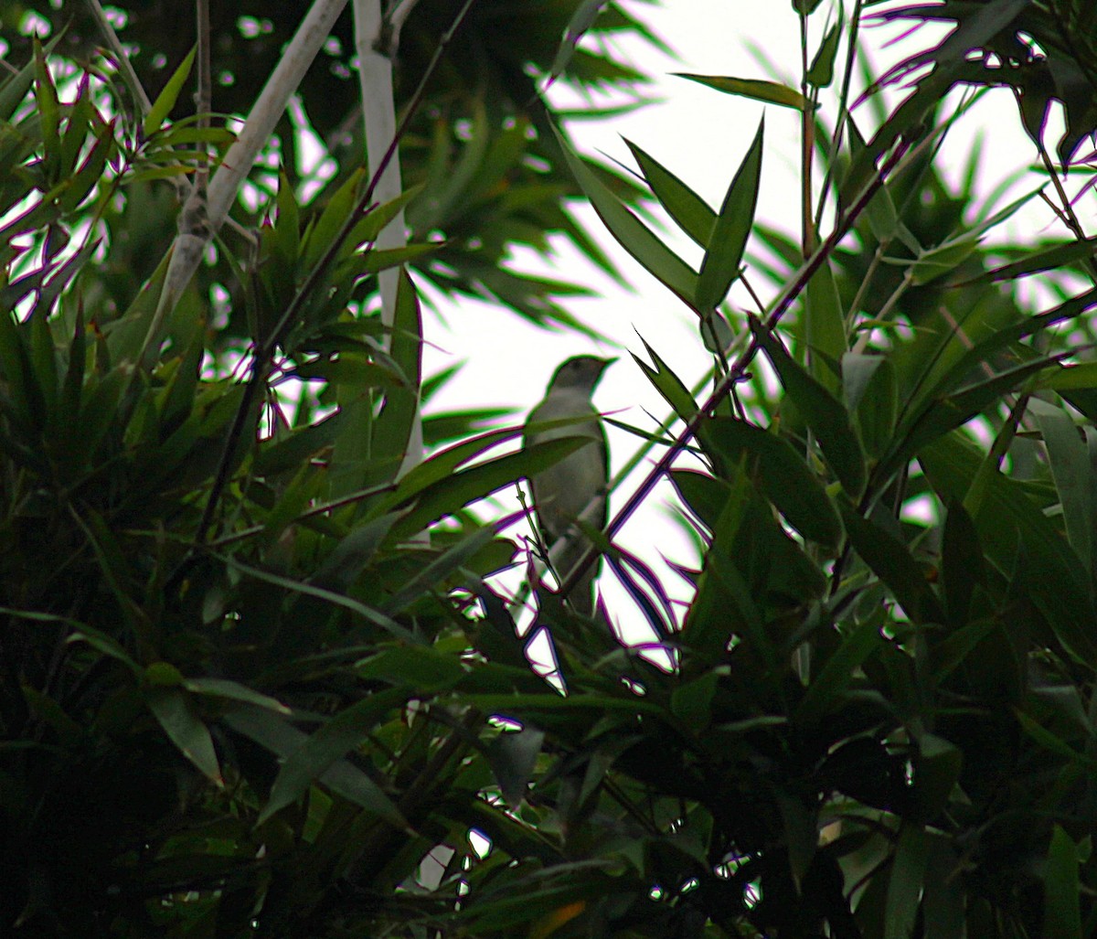 Small-billed Elaenia - ML641185358