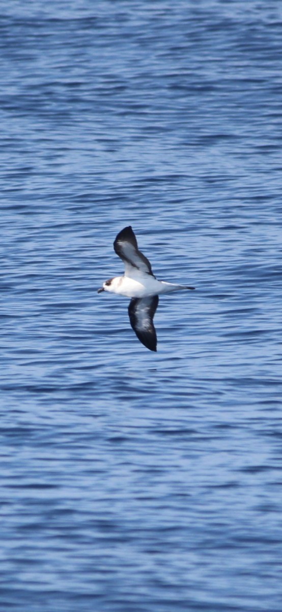 Black-capped Petrel - ML641185372