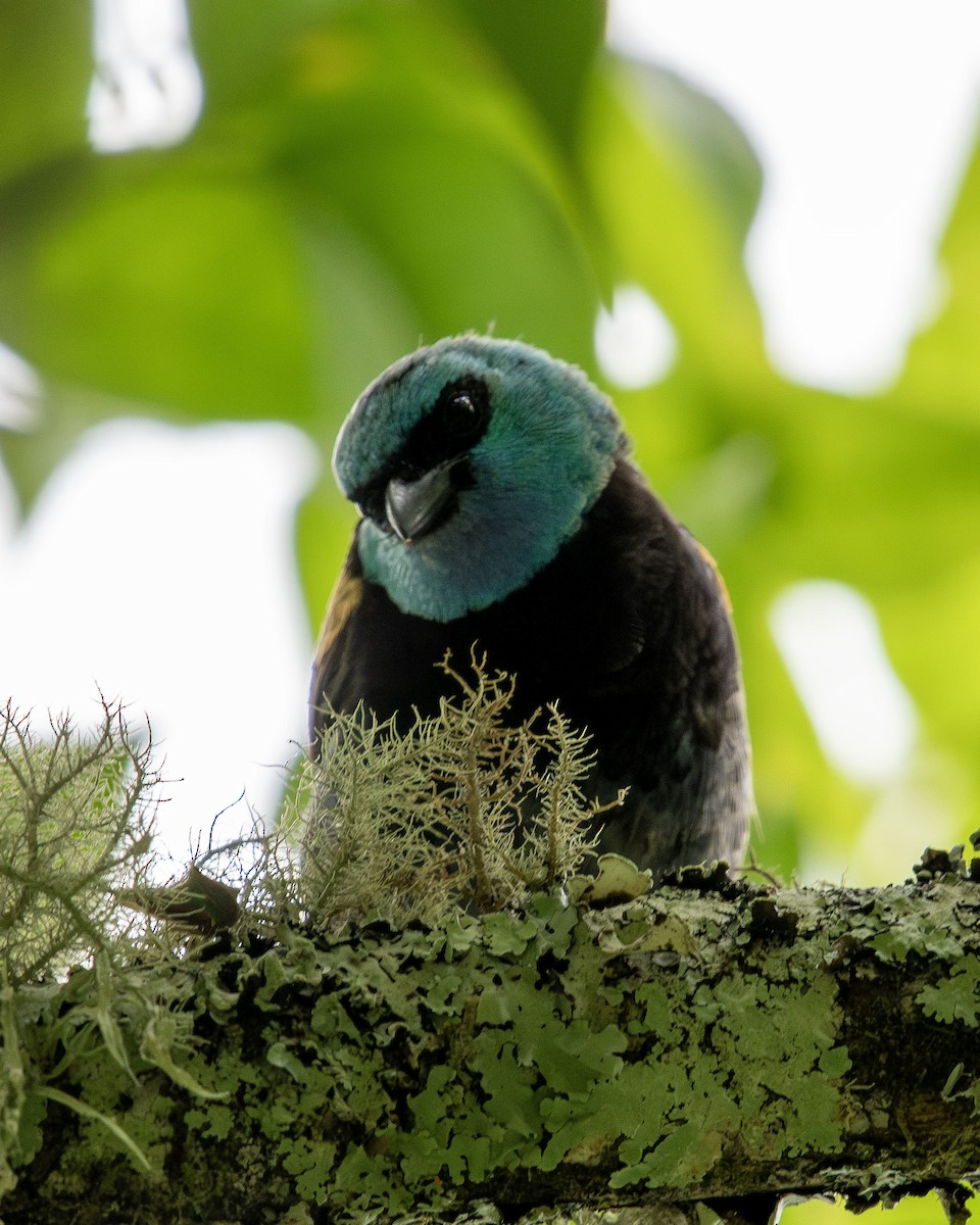 Blue-necked Tanager - ML641185391