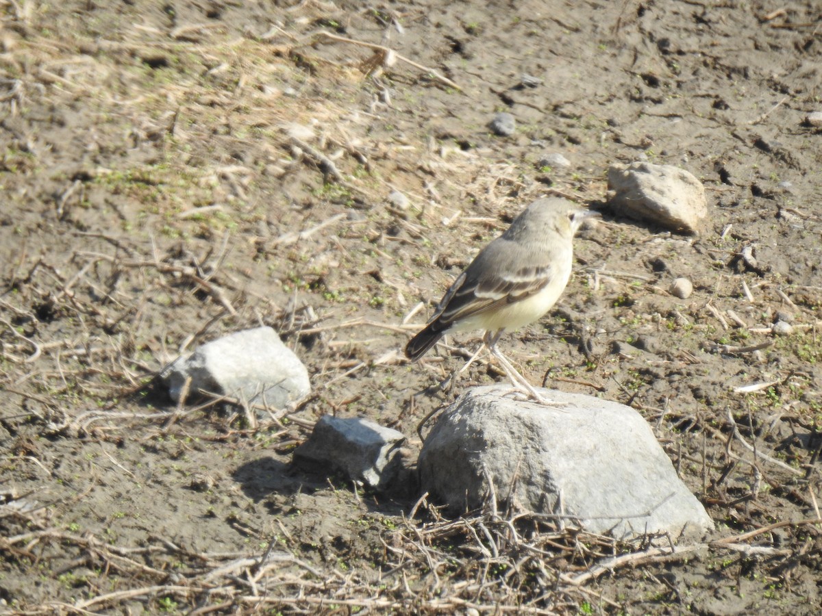 Short-tailed Field Tyrant - ML641185423