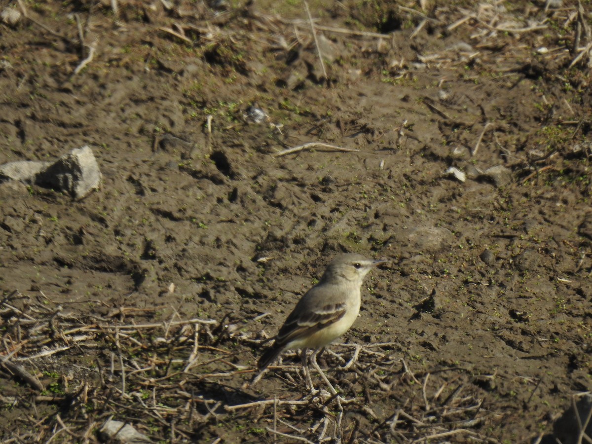 Short-tailed Field Tyrant - ML641185424