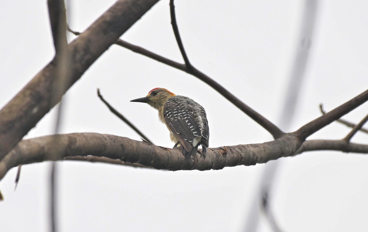 Hoffmann's Woodpecker - ML641185437