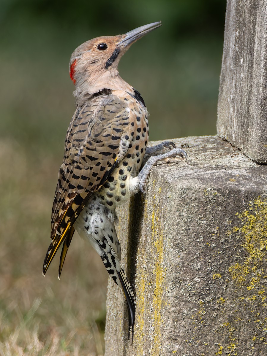 Northern Flicker - ML641185438