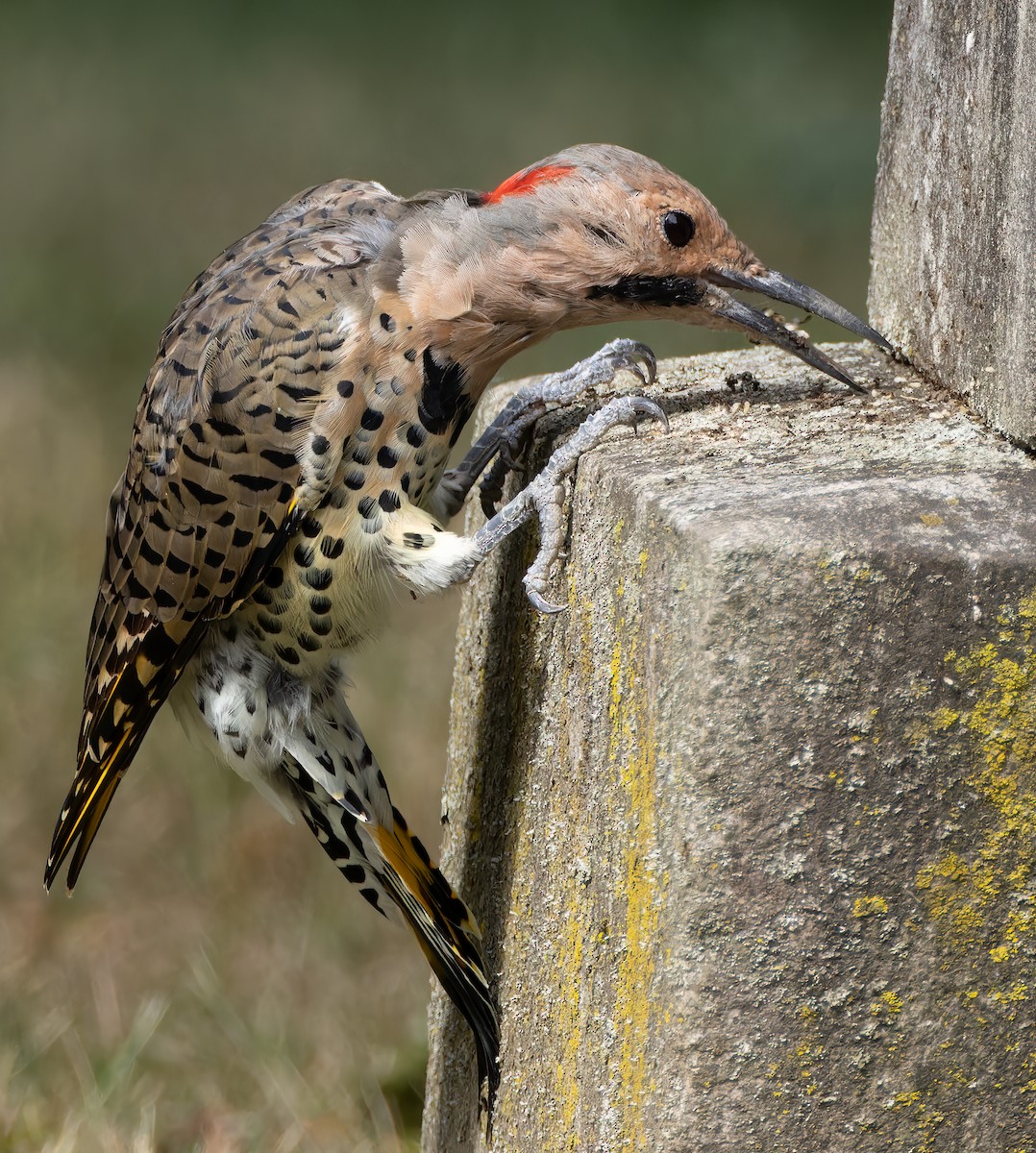 Northern Flicker - ML641185439
