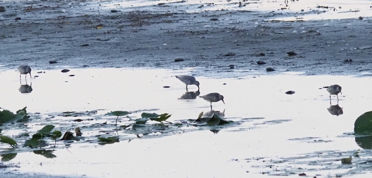 Red Knot - ML641185440