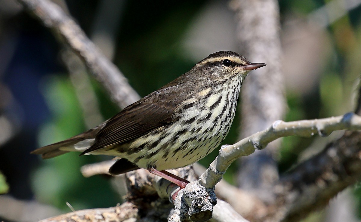 Northern Waterthrush - ML641185444