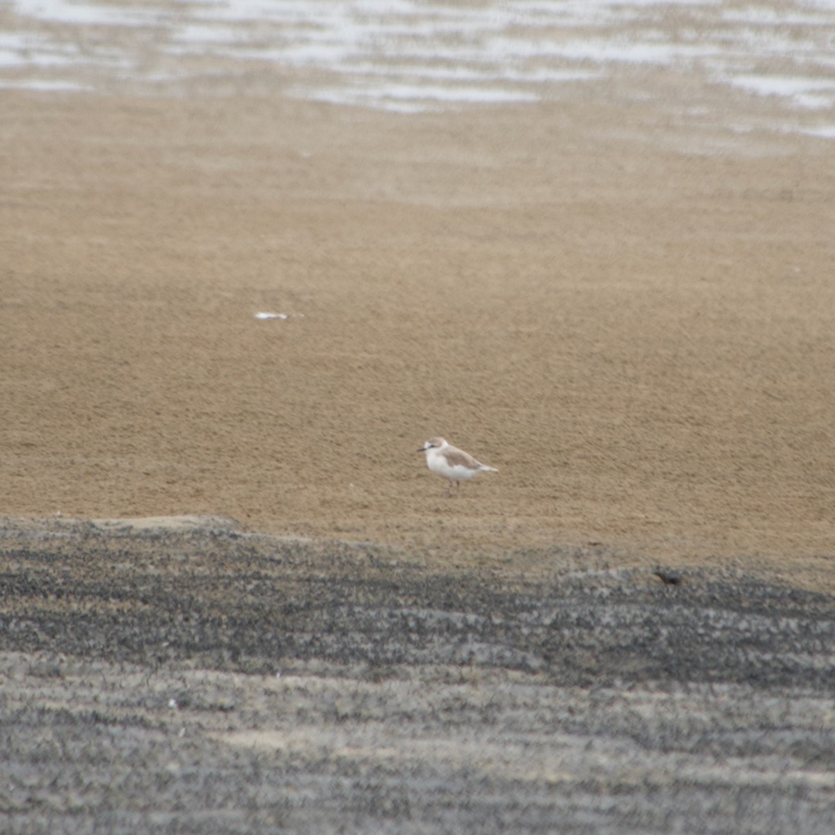 White-fronted Plover - ML641185465
