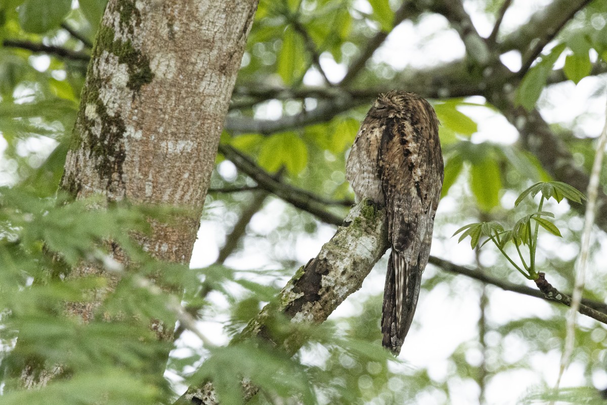Common Potoo - ML641185481