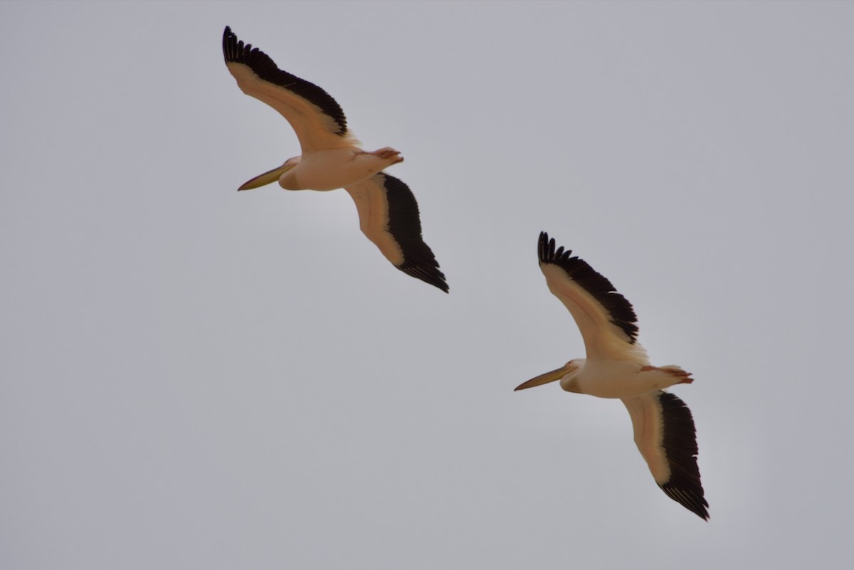 Great White Pelican - ML641185490