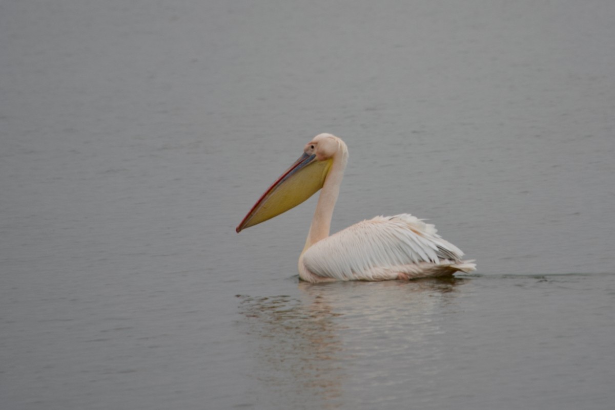 Great White Pelican - ML641185491
