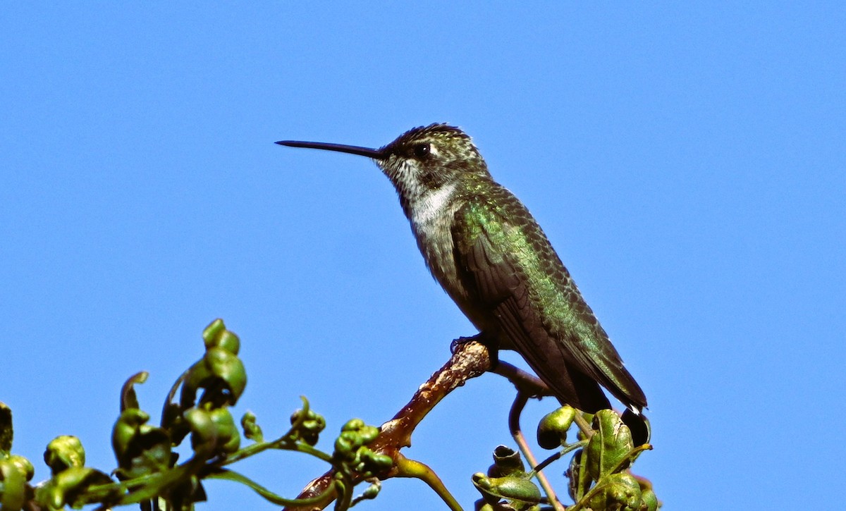 Black-chinned Hummingbird - ML641185508