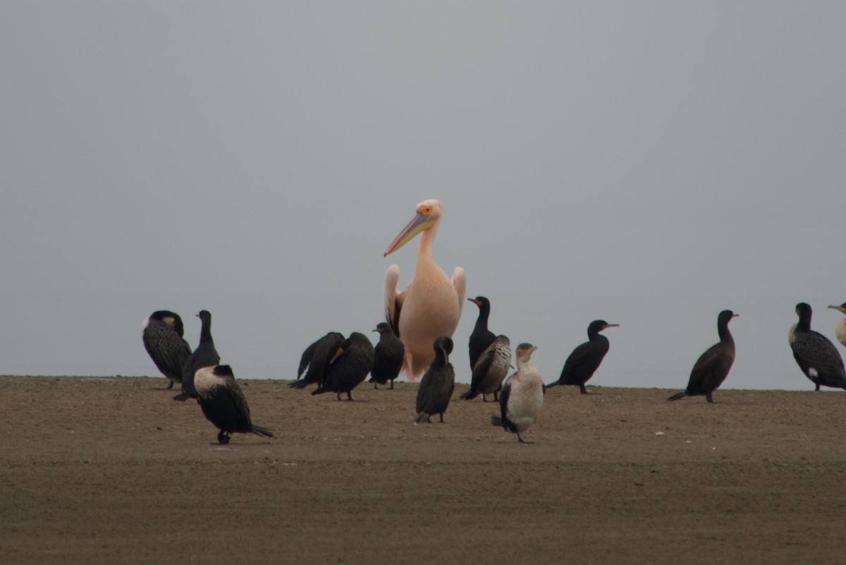 Cape Cormorant - ML641185510