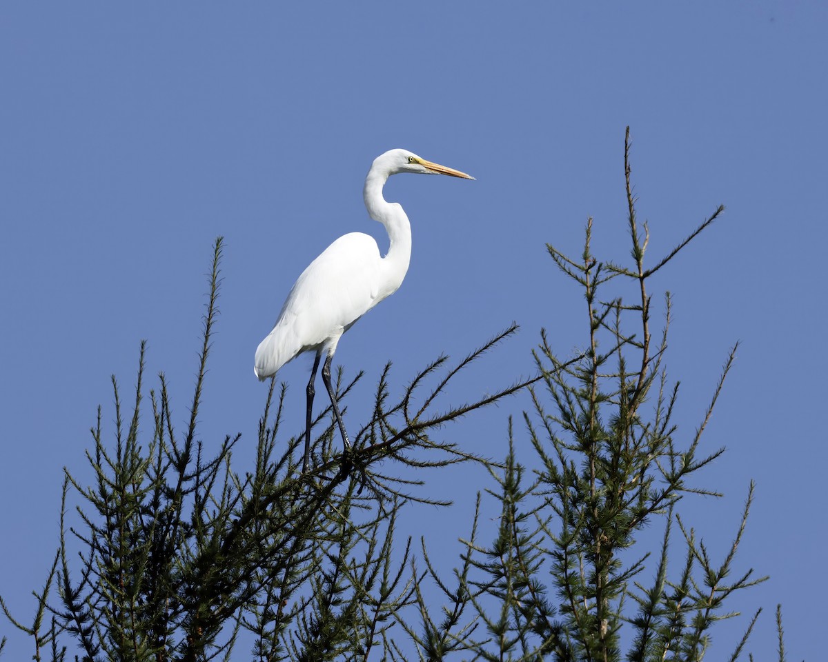 Great Egret - ML641185523